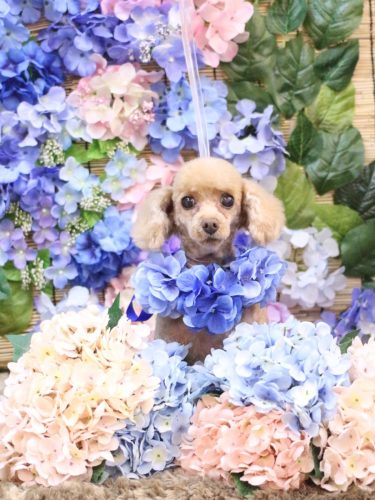 20250612バニラちゃん